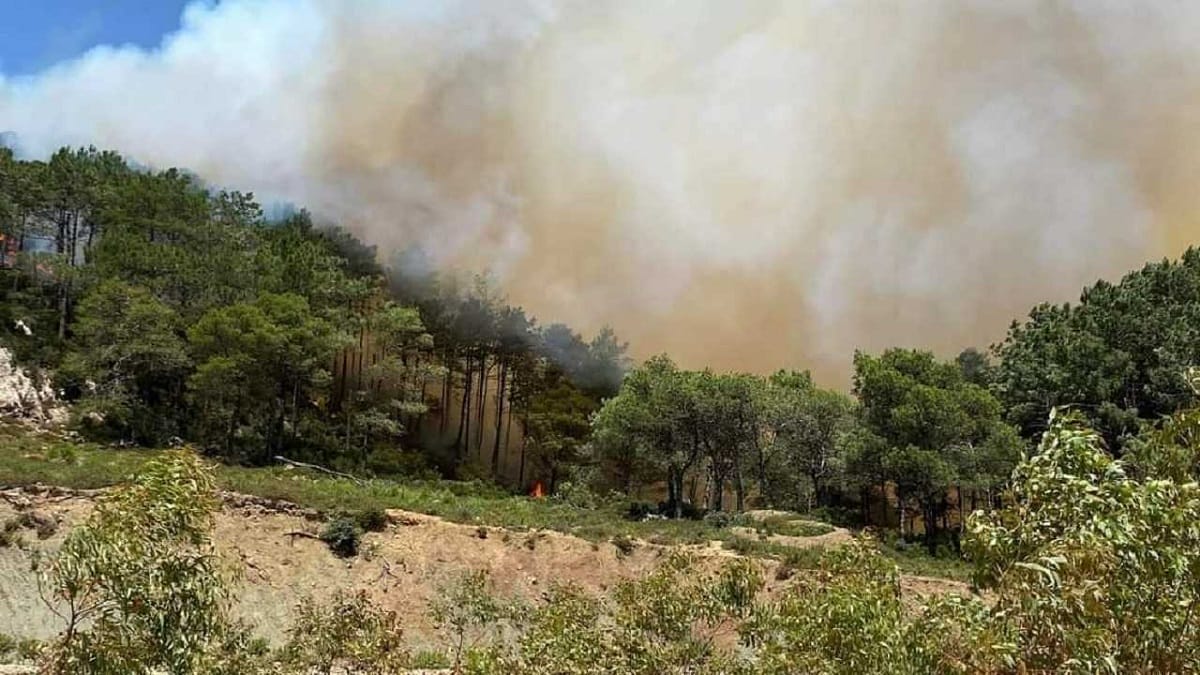 Réduction significative des incendies de forêt