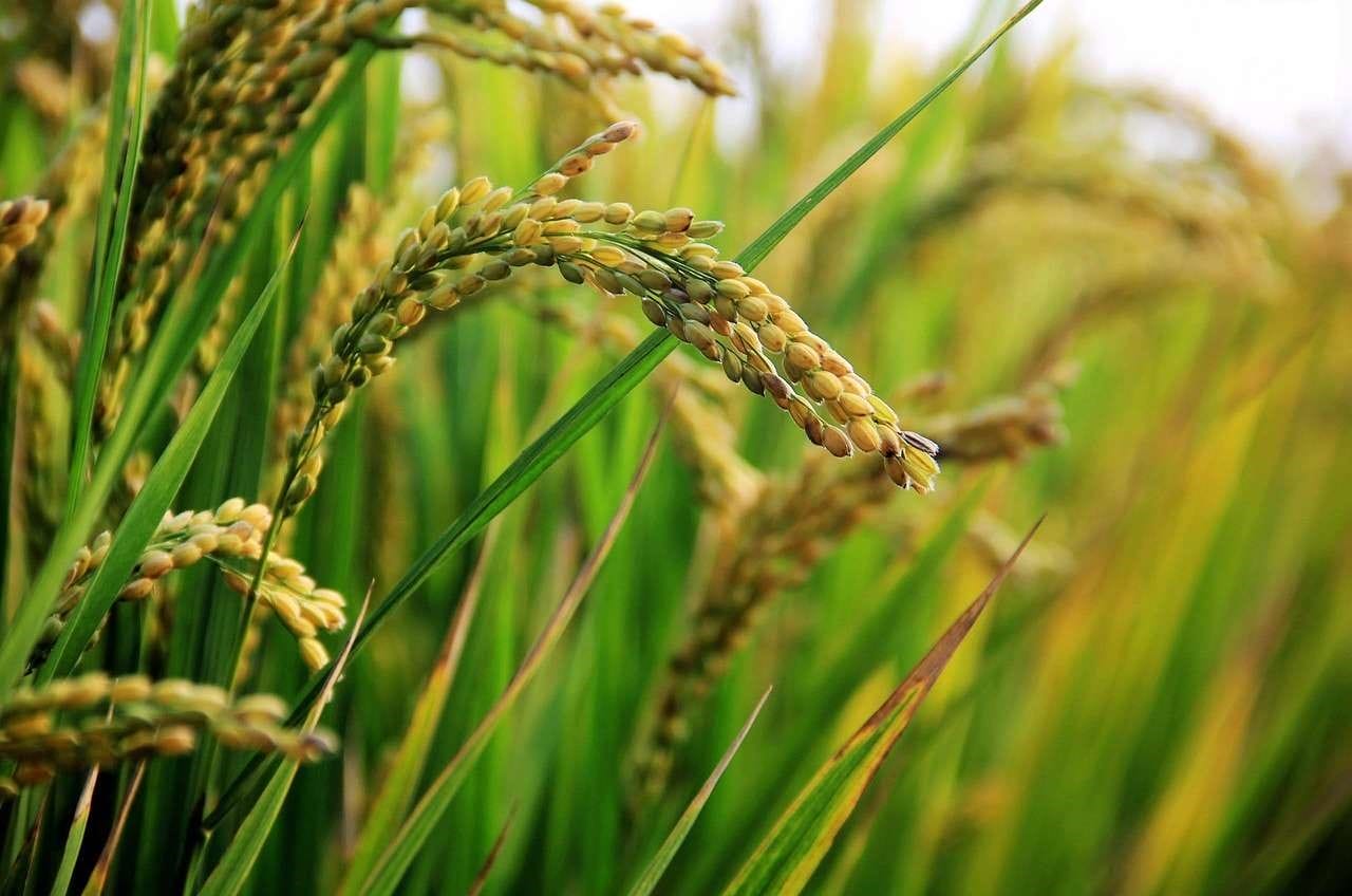 Bénin : vers une production d'un million de tonnes de riz paddy d'ici 2025