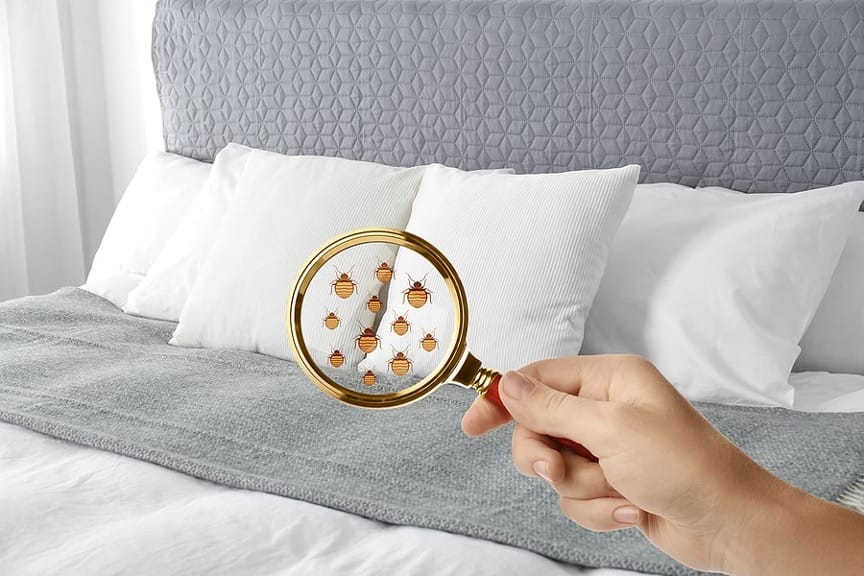 Punaises de lit, la bonne mauvaise affaire !