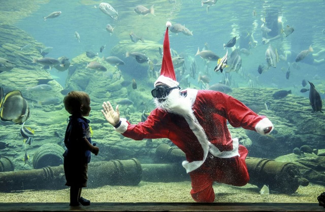 Aquarium de Durban : un père Noël sous l'eau en Afrique du Sud