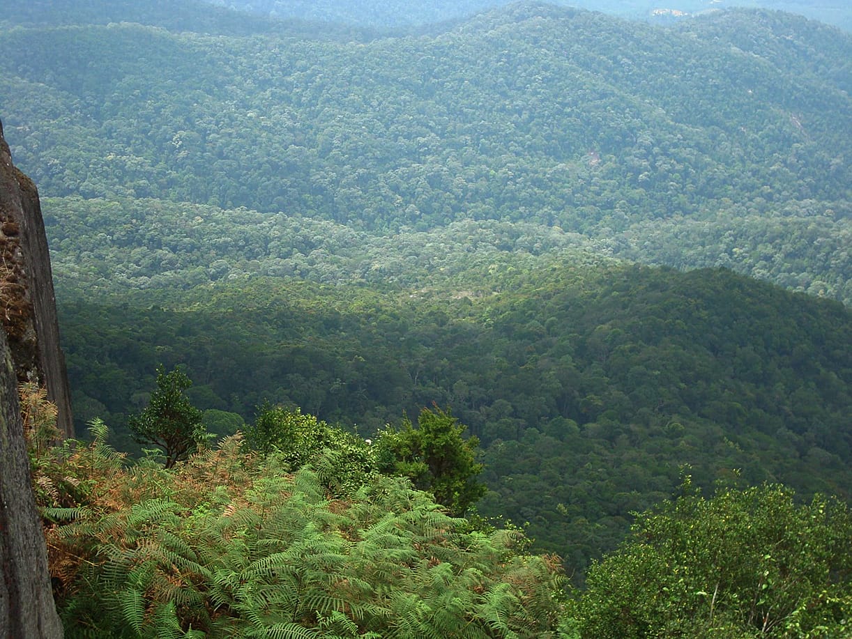 Forêts du Maroc : un plan ambitieux pour l’investissement vert