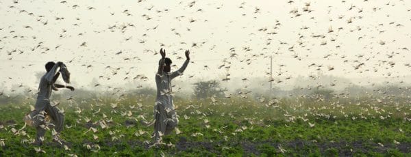 Changement climatique : les criquets pèlerins, une menace pour le Maroc