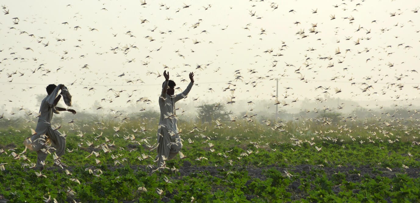 PAKISTAN-AGRICULTURE-LOCUSTS Changement climatique : les criquets pèlerins, une menace pour le Maroc