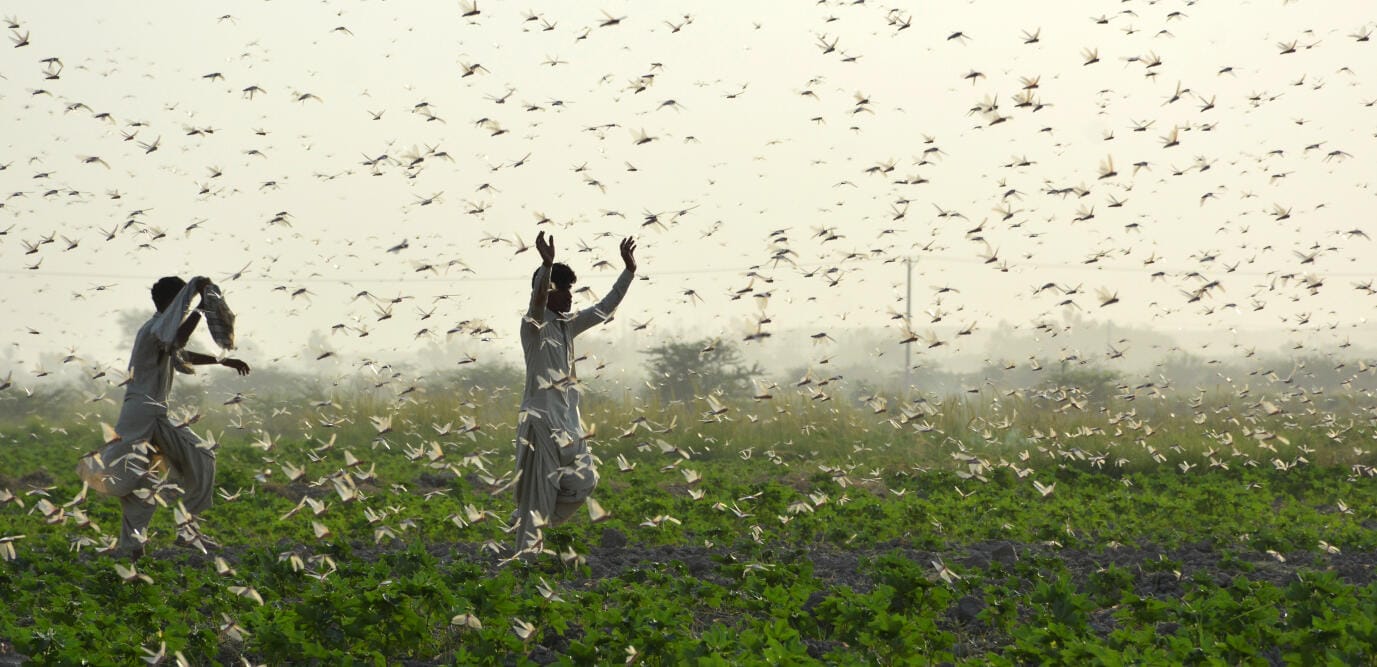 Changement climatique : les criquets pèlerins, une menace pour le Maroc