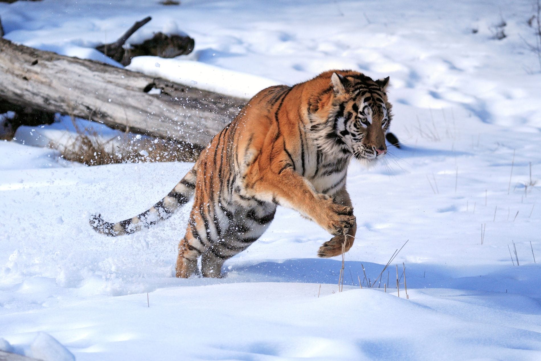 Tigre de Sibérie : la lutte pour la survie