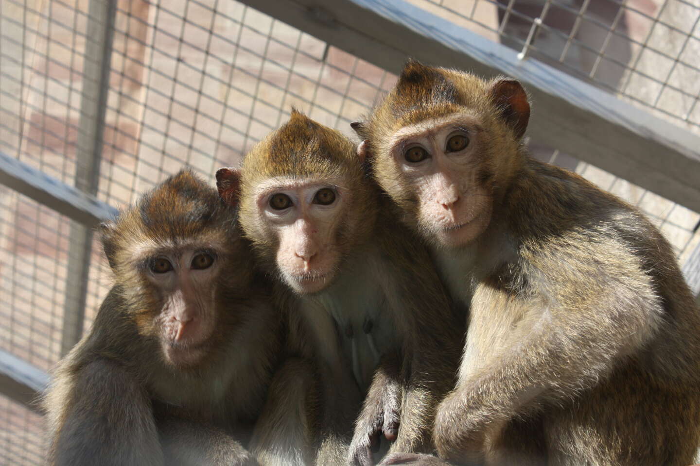 La géostratégie du macaque, un enjeu de souveraineté médicale