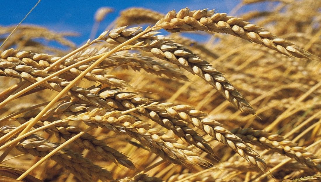 La France connaît une des plus faibles récoltes de blé depuis 40 ans La France connaît une des plus faibles récoltes de blé depuis 40 ans.