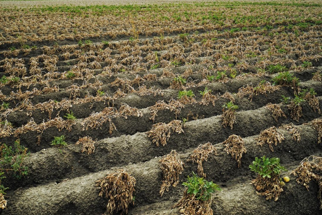 Climat : l’Afrique face à l’année la plus chaude de son histoire