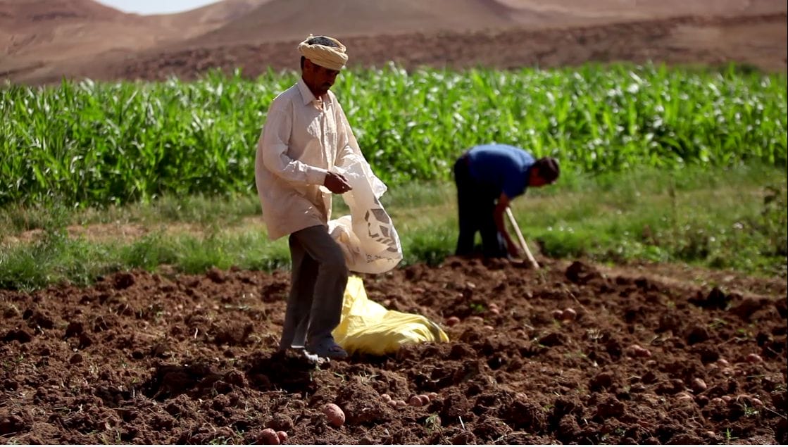 Agriculture : résilience et adaptation face aux défis climatiques