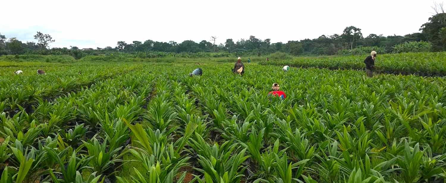 Bénin : la Banque mondiale octroie un prêt de 150 millions de dollars au profit du secteur agricole