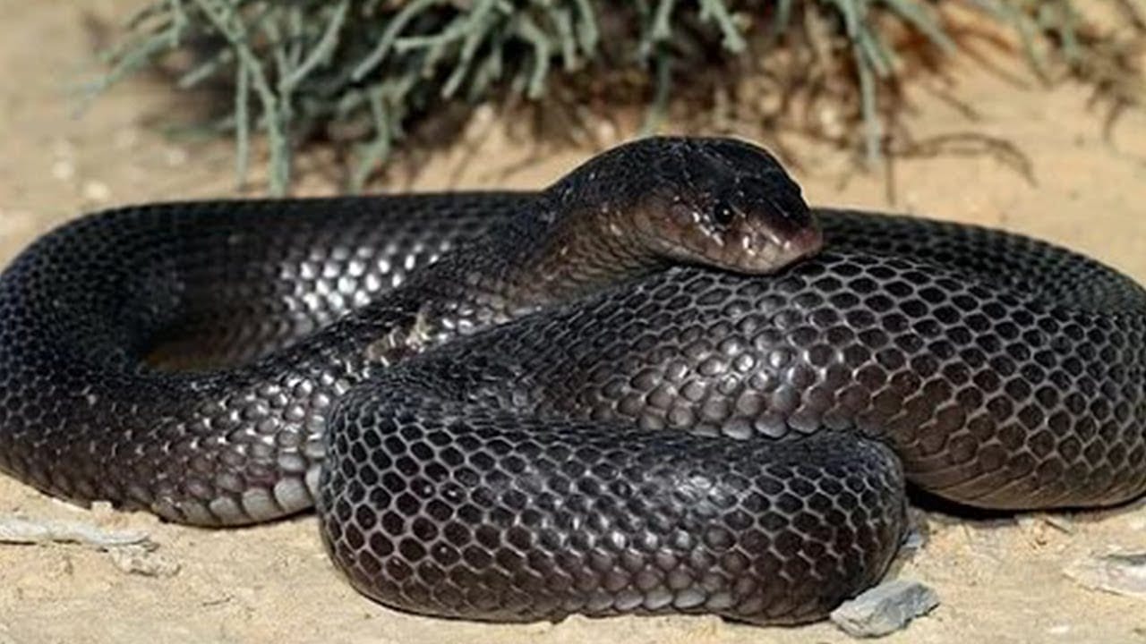Canicule : attention aux serpents