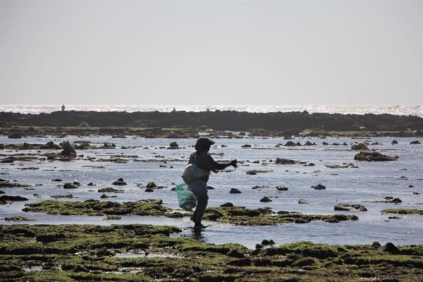 El Jadida : la récolte d'algues, moteur économique pour les communautés locales