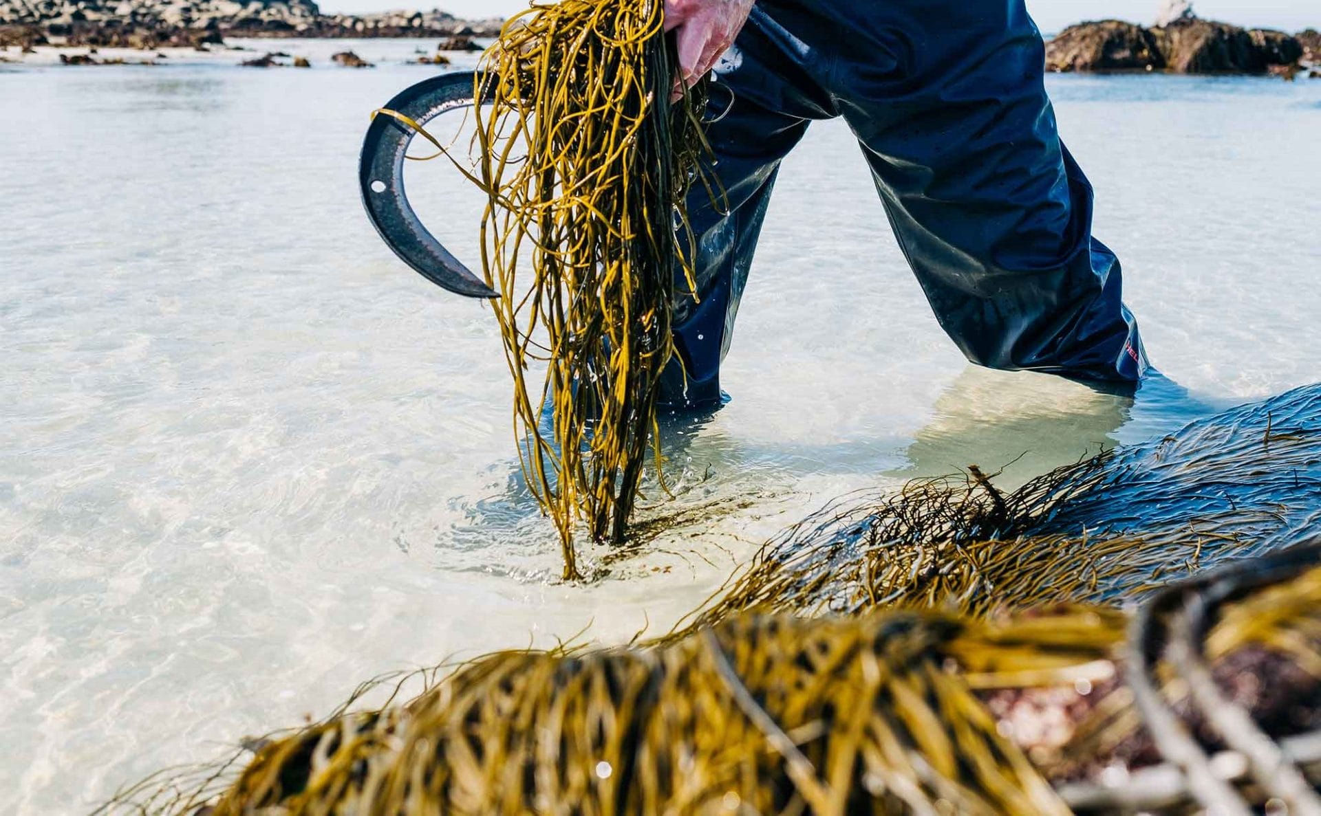 El Jadida: les algues marines, poumon économique et écologique des côtes
