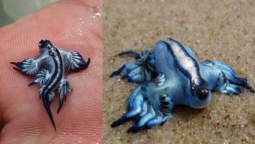 Iles Canaries : au moins une plage fermée à la baignade après la découverte du dragon bleu des mers 