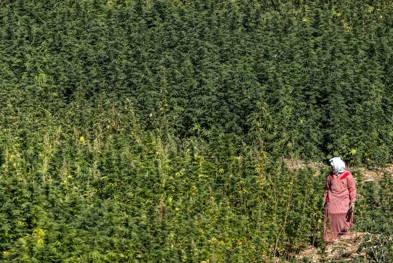 Grâce royale : un nouveau départ pour les régions cannabicoles