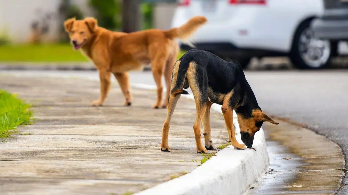 La gestion des chiens errant, un problème toujours d’actualité malgré les sommes dépensées