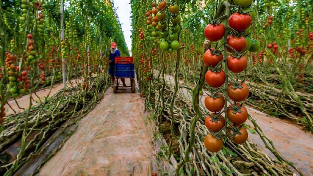 Tomates : en 20 ans, le Maroc a multiplié par 1.400 ses exportations britanniques