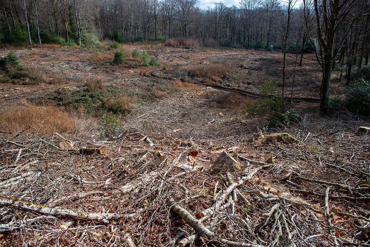 18% des forêts tropicales de montagnes africaines ont disparu entre 2003 et 2022 (rapport)