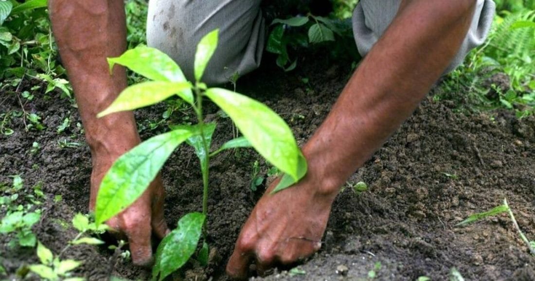 Réhabilitation des forêts à Kénitra : l’ANEF présente les avancées de la stratégie « du Maroc 2020-2030» 2 forets du maroc 2020 2030 lebrief.ma