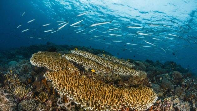 Un épisode La Niña attendu : faible intensité et courte durée selon l’OMM Un épisode La Niña attendu : faible intensité et courte durée selon l'OMM