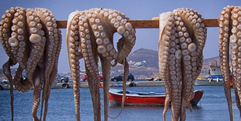 Pêche au poulpe : une saison prometteuse et durable en 2025