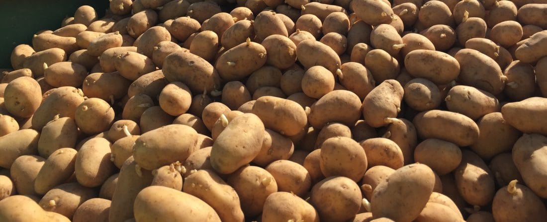 Pommes de terre : une récolte abondante, les revenus en berne 2 Pommes de terre : récolte abondante, revenus en berne