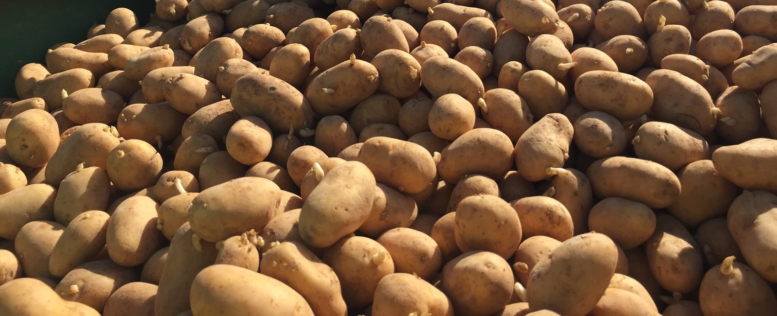Pommes de terre : récolte abondante, revenus en berne