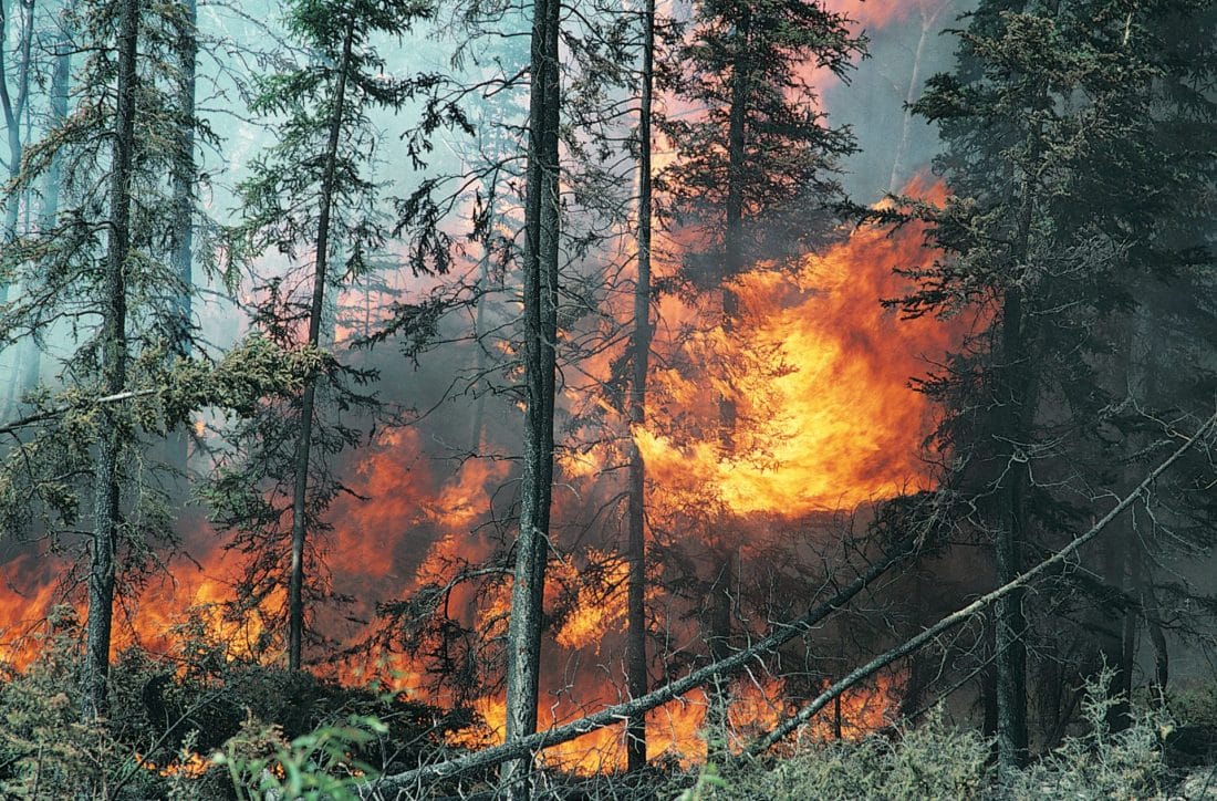 Feux de forêt: L'ANEF et le FAO organisent un atelier sur la gestion des incendies de forêts et les solutions innovantes 2 GettyImages dv451050 2048x1347 1