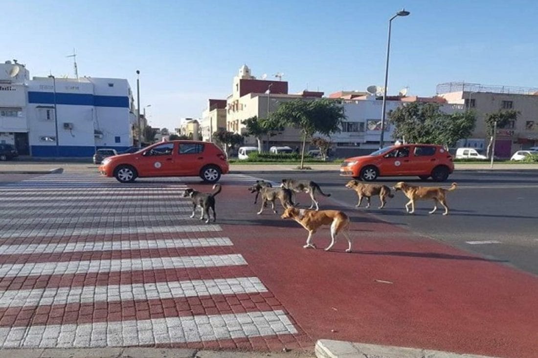 la campagne d'abatage de chiens errants serait 