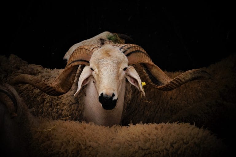 Annulation du sacrifice de Aïd Al-Adha : une décision stratégique, selon un expert agricole
