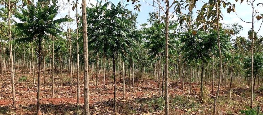 ANEF et Eucaforest s’allient pour innover dans les plantations forestières