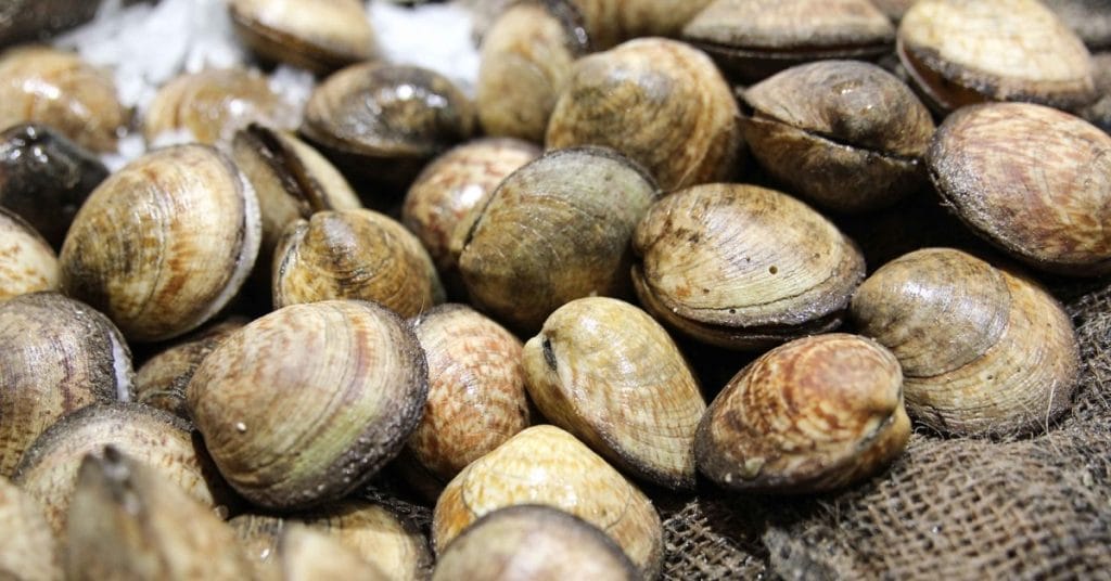 Interdiction de récolte et de vente de palourdes à Oualidia