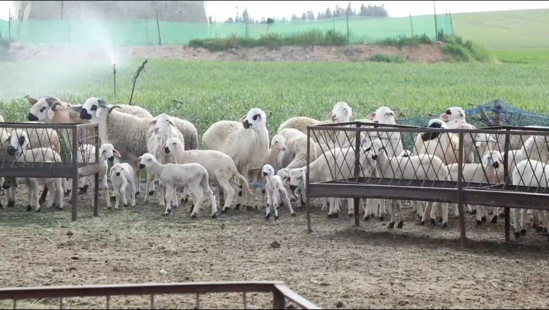 Vidéo - Abattage interdit : le Maroc protège son cheptel