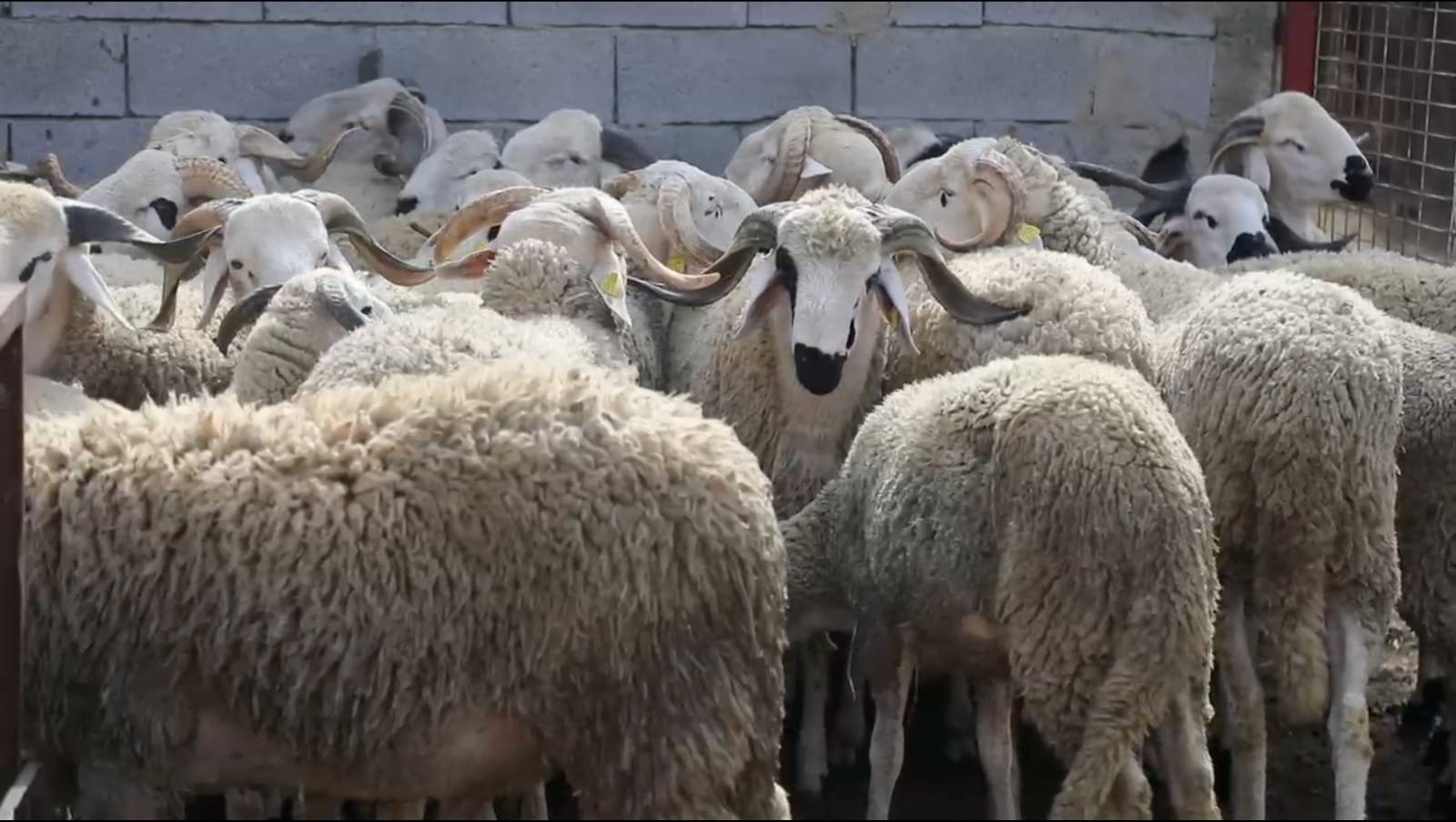 Reconstitution du cheptel national : lancement des aides directes aux éleveurs 