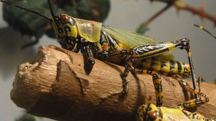 Tunisie : riposte massive contre l’invasion des criquets