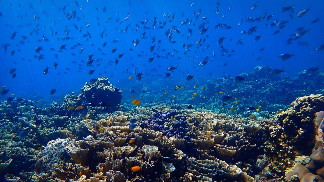 L'UE veut consacrer 300 M d'euros pour la conservation des océans