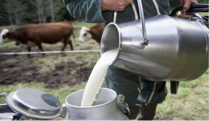 Tout savoir sur la tuberculose bovine