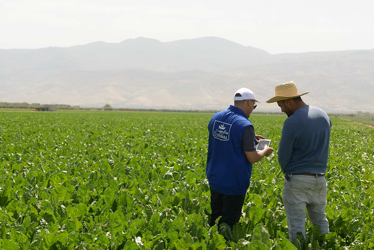 Cosumar : production record pour la souveraineté alimentaire