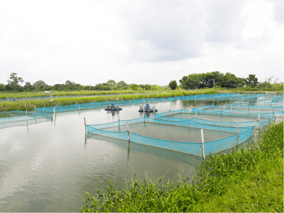 Nigéria : le gouvernement investit 6 millions de dollars dans le secteur de l’aquacole