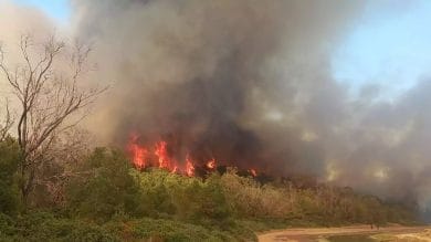 Incendie à la forêt de Houara : 30 hectares ravagés entre Tanger et Assilah
