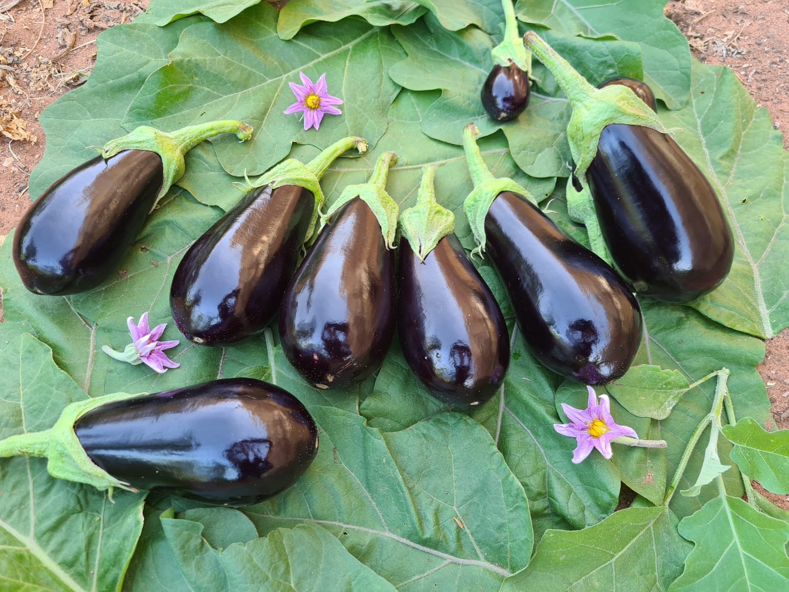 Aubergines : le Maroc s’impose comme le premier fournisseur de l’Espagne