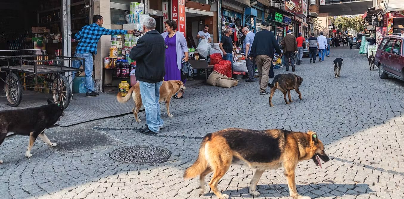 Le Maroc vote une nouvelle loi pour protéger les animaux errants