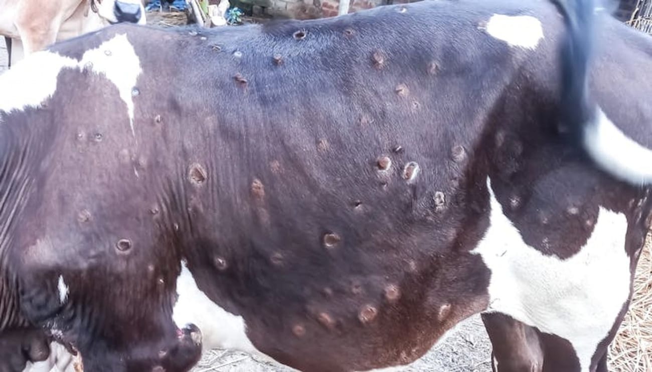 France : 33 foyers de dermatose nodulaire contagieuse des bovins confirmés