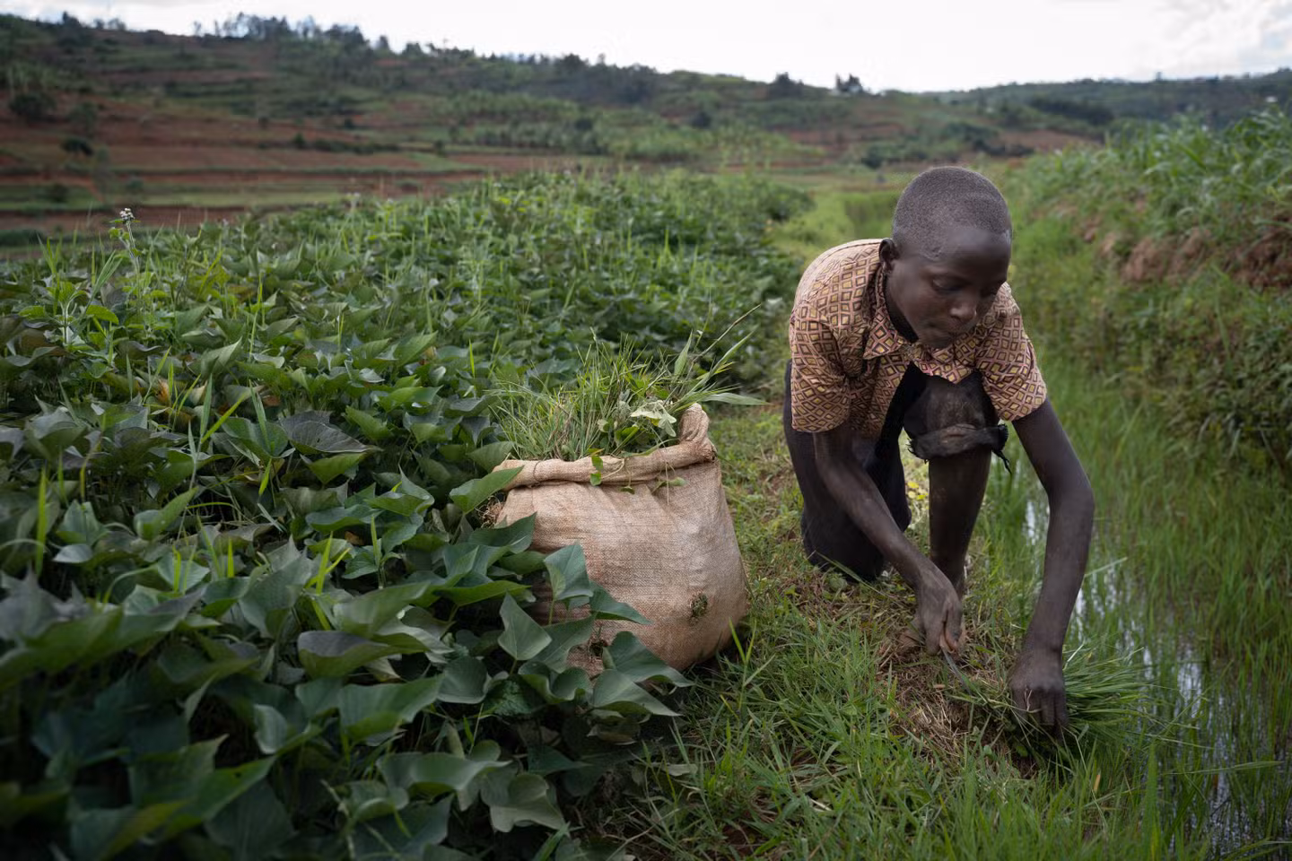 Travail des enfants en Afrique