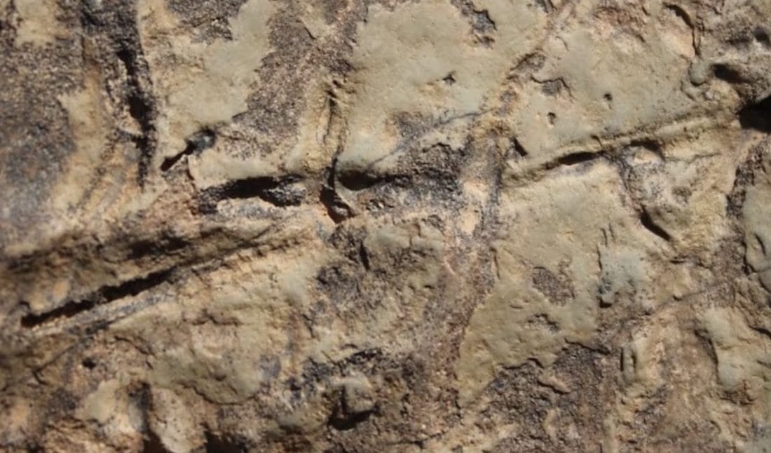 Taroudant : l’UCA révèle une extinction progressive des espèces anciennes