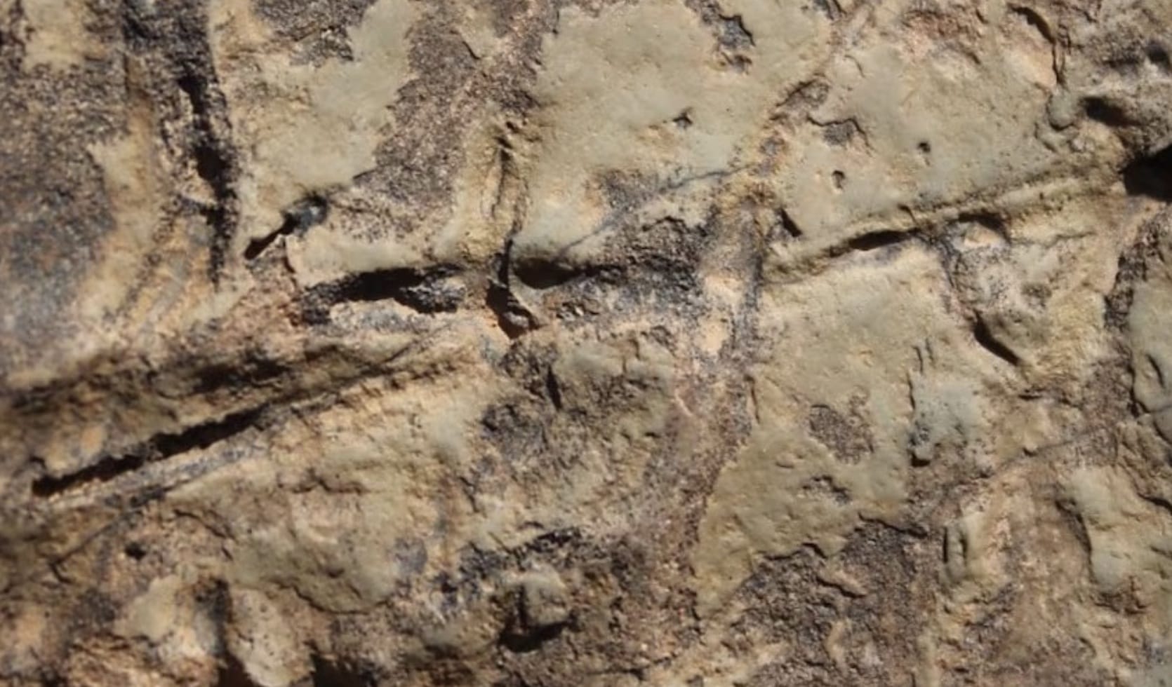 Taroudant : l’UCA révèle une extinction progressive des espèces anciennes