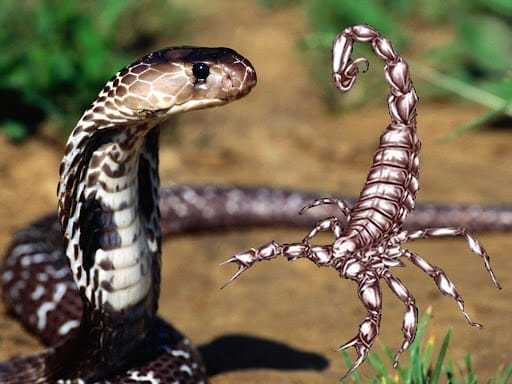Serpents et scorpions : un risque qui s’intensifie avec l’été