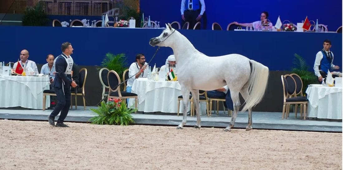 Le Salon de cheval d'El Jadida accueille le prestigieux « Title Show » des Pur-Sang Arabes