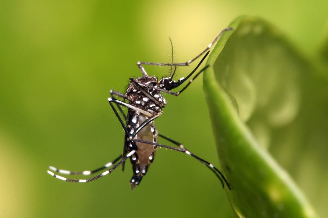 Les États-Unis suspendent le vaccin contre le chikungunya de Valneva