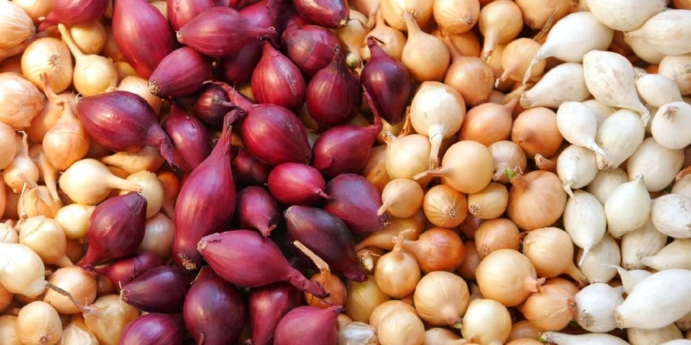 Le Maroc enregistre un record historique d’exportations d’oignons